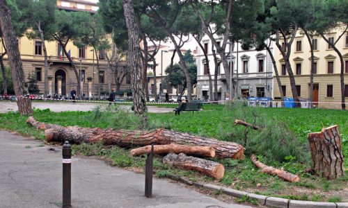 alberi-piazza-vittoria