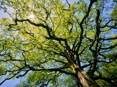 Alberi monumentali_Foto_InToscana Alberi monumentali_Foto_InToscana