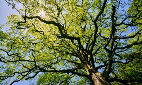 Alberi monumentali_Foto_InToscana