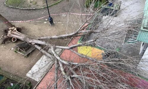 albero caduto scuola pestalozzi Foto_FirenzeToday