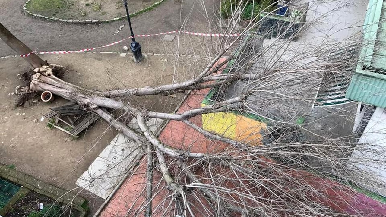 albero caduto scuola pestalozzi Foto_FirenzeToday