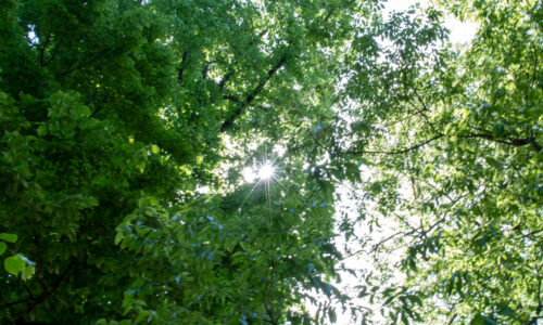 Alberi-Cascine FotoCG