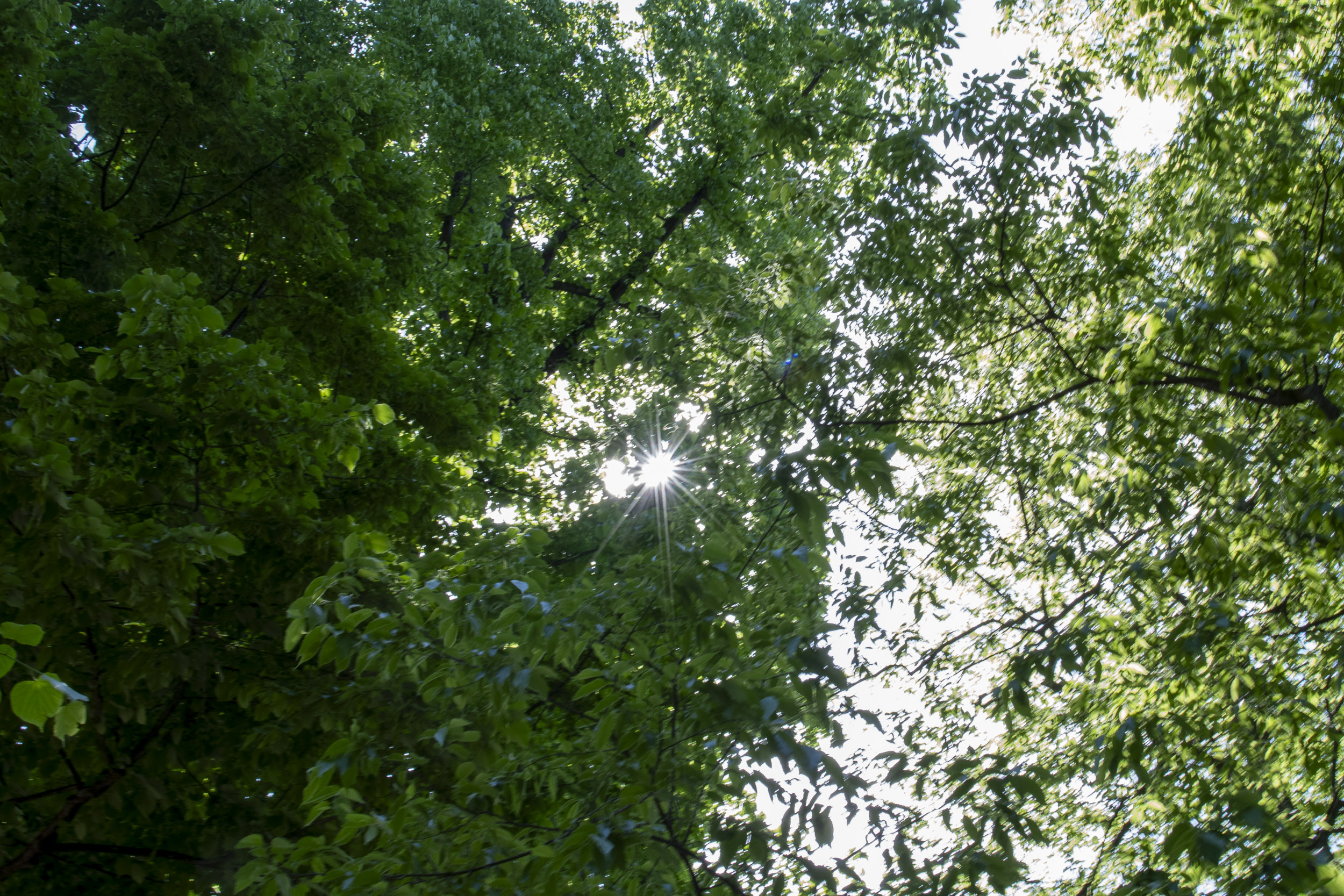 Terapia forestale: via libera in Commissione 4 alla nostra mozione per portarla nel Servizio sanitario