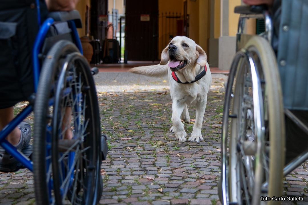 Due carrozzine in un cortile, un cane che si avvicina. Foto di Carlo Galletti.